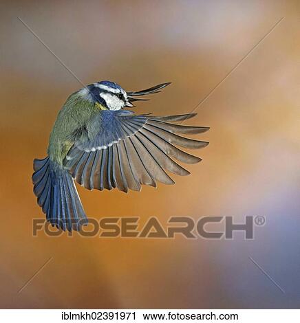 "Blue Tit (Parus caeruleus), in flight, Bad Hersfeld, Germany, Europe" View Large Photo Image Stock Image - "Blue Tit (Parus caeruleus), in flight, Bad Hersfeld, Germany, Europe". Fotosearch
