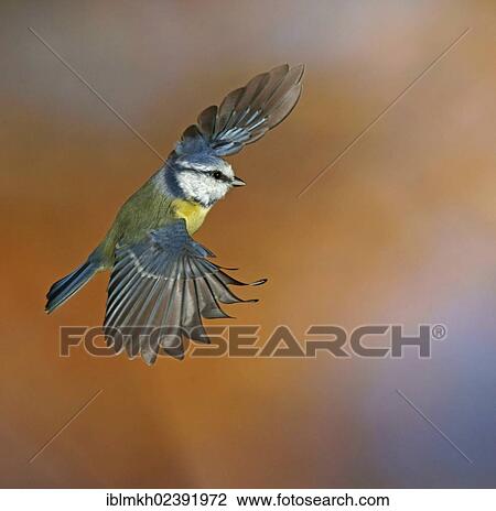 "Blue Tit (Parus caeruleus), in flight, Bad Hersfeld, Germany, Europe" View Large Photo Image Stock Image - "Blue Tit (Parus caeruleus), in flight, Bad Hersfeld, Germany, Europe". Fotosearch