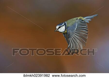 "Blue Tit (Parus caeruleus), in flight, Bad Hersfeld, Germany, Europe" View Large Photo Image Stock Image - "Blue Tit (Parus caeruleus), in flight, Bad Hersfeld, Germany, Europe". Fotosearch