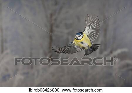 "Blue Tit (Parus caeruleus) in flight, winter, Erfurt, Thuringia, Germany, Europe" View Large Photo Image Stock Image - "Blue Tit (Parus caeruleus) in flight, winter, Erfurt, Thuringia, Germany, Europe". Fotosearch