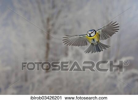 "Blue Tit (Parus caeruleus) in flight, winter, Erfurt, Thuringia, Germany, Europe" View Large Photo Image Stock Image - "Blue Tit (Parus caeruleus) in flight, winter, Erfurt, Thuringia, Germany, Europe". Fotosearch