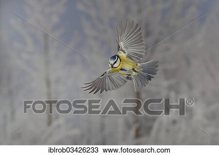 "Blue Tit (Parus caeruleus) in flight, winter, Erfurt, Thuringia, Germany, Europe" View Large Photo Image Stock Image - "Blue Tit (Parus caeruleus) in flight, winter, Erfurt, Thuringia, Germany, Europe". Fotosearch