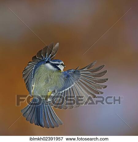 "Blue Tit (Parus caeruleus), in flight, Bad Hersfeld, Germany, Europe" View Large Photo Image Stock Photo - "Blue Tit (Parus caeruleus), in flight, Bad Hersfeld, Germany, Europe". Fotosearch