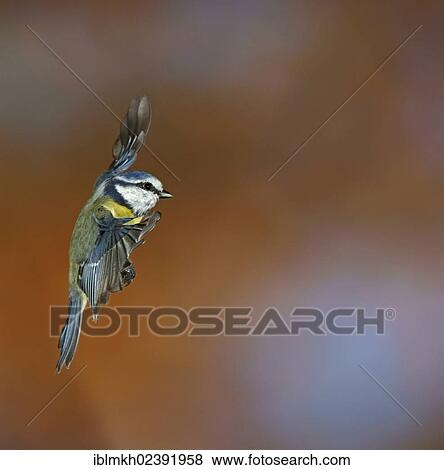Stock Photo - "Blue Tit (Parus caeruleus), in flight, Bad Hersfeld, Germany, Europe". Fotosearch