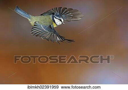 Stock Photo - "Blue Tit (Parus caeruleus), in flight, Bad Hersfeld, Germany, Europe". Fotosearch