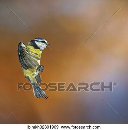 "Blue Tit (Parus caeruleus), in flight, Bad Hersfeld, Germany, Europe" View Large Photo Image Stock Photo - "Blue Tit (Parus caeruleus), in flight, Bad Hersfeld, Germany, Europe". Fotosearch