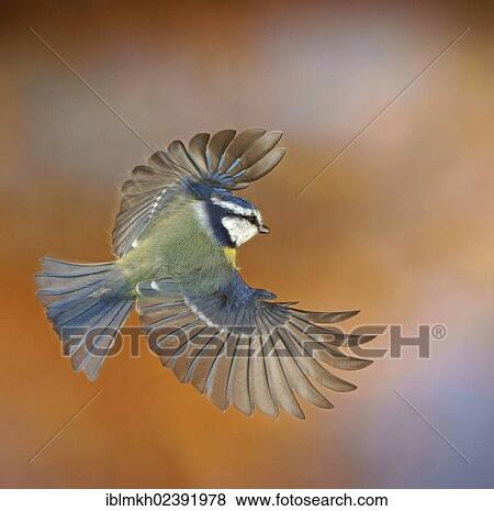 "Blue Tit (Parus caeruleus), in flight, Bad Hersfeld, Germany, Europe" View Large Photo Image Stock Photo - "Blue Tit (Parus caeruleus), in flight, Bad Hersfeld, Germany, Europe". Fotosearch