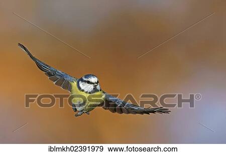"Blue Tit (Parus caeruleus), in flight, Bad Hersfeld, Germany, Europe" View Large Photo Image Stock Photo - "Blue Tit (Parus caeruleus), in flight, Bad Hersfeld, Germany, Europe". Fotosearch