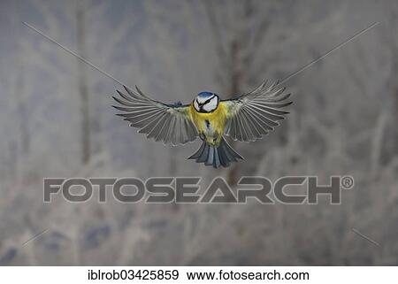 "Blue Tit (Parus caeruleus) in flight, winter, Erfurt, Thuringia, Germany, Europe" View Large Photo Image Stock Photo - "Blue Tit (Parus caeruleus) in flight, winter, Erfurt, Thuringia, Germany, Europe". Fotosearch