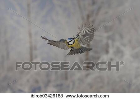 "Blue Tit (Parus caeruleus) in flight, winter, Erfurt, Thuringia, Germany, Europe" View Large Photo Image Stock Photo - "Blue Tit (Parus caeruleus) in flight, winter, Erfurt, Thuringia, Germany, Europe". Fotosearch