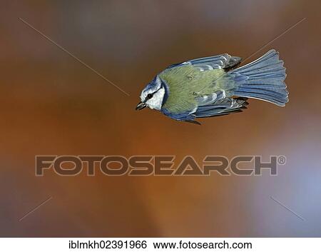 "Blue Tit (Parus caeruleus), in flight, Bad Hersfeld, Germany, Europe" View Large Photo Image Stock Photograph - "Blue Tit (Parus caeruleus), in flight, Bad Hersfeld, Germany, Europe". Fotosearch