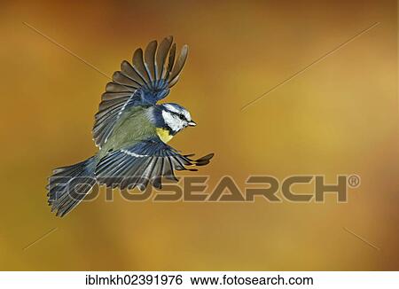 "Blue Tit (Parus caeruleus), in flight, Bad Hersfeld, Germany, Europe" View Large Photo Image Stock Photograph - "Blue Tit (Parus caeruleus), in flight, Bad Hersfeld, Germany, Europe". Fotosearch