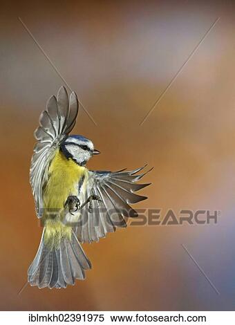 "Blue Tit (Parus caeruleus), in flight, Bad Hersfeld, Germany, Europe" View Large Photo Image Stock Photography - "Blue Tit (Parus caeruleus), in flight, Bad Hersfeld, Germany, Europe". Fotosearch