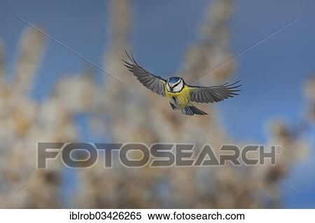 Stock Photography - "Blue Tit (Parus caeruleus) in flight, Erfurt, Thuringia, Germany, Europe". Fotosearch
