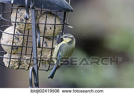 Stock Photograph - Blue Tit (Parus caeruleus), juvenile on a fat ball feeder in a garden, Norfolk, England, United Kingdom, Europe. Fotosearch
