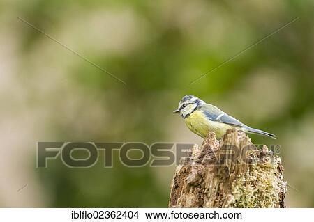 "Blue tit (Parus caeruleus), Limburg an der Lahn, Hesse, Germany, Europe" View Large Photo Image Picture - "Blue tit (Parus caeruleus), Limburg an der Lahn, Hesse, Germany, Europe". Fotosearch