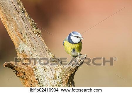 "Blue Tit (Parus caeruleus), Limburg an der Lahn, Hesse, Germany, Europe" View Large Photo Image Picture - "Blue Tit (Parus caeruleus), Limburg an der Lahn, Hesse, Germany, Europe". Fotosearch