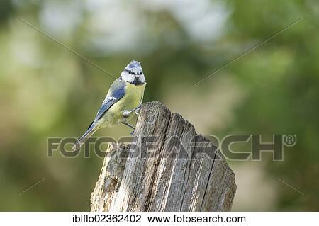 "Blue tit (Parus caeruleus), Limburg an der Lahn, Hesse, Germany, Europe" View Large Photo Image Stock Image - "Blue tit (Parus caeruleus), Limburg an der Lahn, Hesse, Germany, Europe". Fotosearch