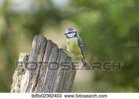 Stock Image - "Blue tit (Parus caeruleus), Limburg an der Lahn, Hesse, Germany, Europe". Fotosearch
