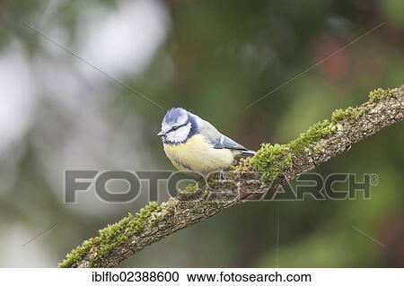 "Blue Tit (Parus caeruleus), Limburg an der Lahn, Hesse, Germany, Europe" View Large Photo Image Stock Image - "Blue Tit (Parus caeruleus), Limburg an der Lahn, Hesse, Germany, Europe". Fotosearch