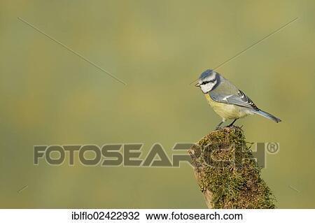 Blue Tit (Parus caeruleus), Limburg an der Lahn, Hesse, Germany, Europe View Large Photo Image Stock Image - Blue Tit (Parus caeruleus), Limburg an der Lahn, Hesse, Germany, Europe. Fotosearch