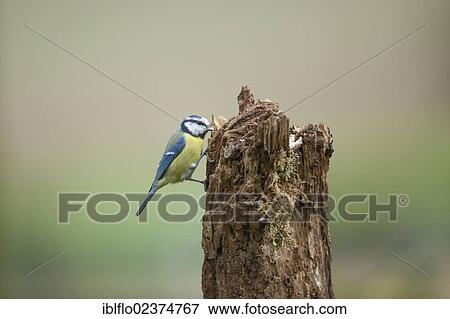 "Blue Tit (Parus caeruleus), Limburg an der Lahn, Hesse, Germany, Europe" View Large Photo Image Stock Photo - "Blue Tit (Parus caeruleus), Limburg an der Lahn, Hesse, Germany, Europe". Fotosearch