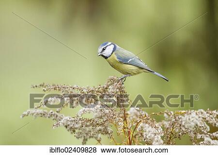 "Blue Tit (Parus caeruleus), Limburg an der Lahn, Hesse, Germany, Europe" View Large Photo Image Stock Photo - "Blue Tit (Parus caeruleus), Limburg an der Lahn, Hesse, Germany, Europe". Fotosearch