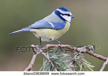 "Blue Tit (Parus caeruleus), male, Tyrol, Austria, Europe" View Large Photo Image Stock Photo - "Blue Tit (Parus caeruleus), male, Tyrol, Austria, Europe". Fotosearch