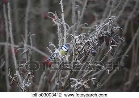 "Blue Tit (Parus caeruleus), Offheim, Limburg an der Lahn, Hesse, Germany, Europe" View Large Photo Image Stock Image - "Blue Tit (Parus caeruleus), Offheim, Limburg an der Lahn, Hesse, Germany, Europe". Fotosearch