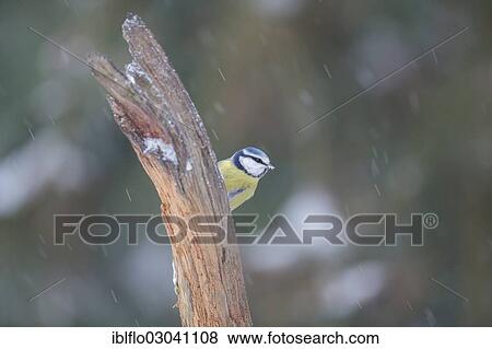 "Blue Tit (Parus caeruleus), Offheim, Limburg an der Lahn, Hesse, Germany, Europe" View Large Photo Image Stock Photo - "Blue Tit (Parus caeruleus), Offheim, Limburg an der Lahn, Hesse, Germany, Europe". Fotosearch