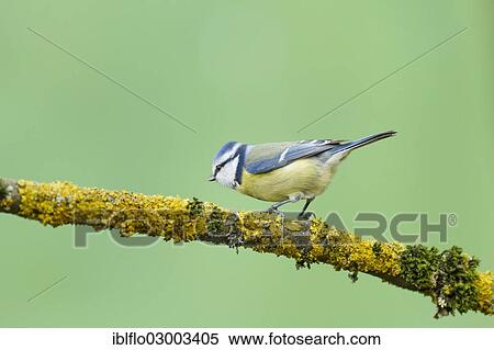 "Blue Tit (Parus caeruleus), Offheim, Limburg an der Lahn, Hesse, Germany, Europe" View Large Photo Image Stock Photography - "Blue Tit (Parus caeruleus), Offheim, Limburg an der Lahn, Hesse, Germany, Europe". Fotosearch