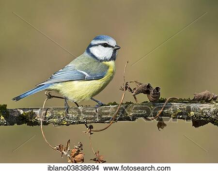 Picture - "Blue Tit (Parus caeruleus), Tyrol, Austria, Europe". Fotosearch