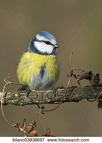 "Blue Tit (Parus caeruleus), Tyrol, Austria, Europe" View Large Photo Image Stock Photo - "Blue Tit (Parus caeruleus), Tyrol, Austria, Europe". Fotosearch