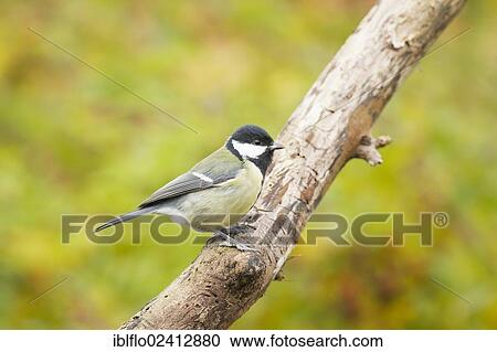 Blue Tit (Parus major), Limburg an der Lahn, Hesse, Germany, Europe View Large Photo Image Stock Image - Blue Tit (Parus major), Limburg an der Lahn, Hesse, Germany, Europe. Fotosearch