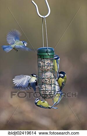 Blue Tits (Cyanistes caeruleus, Parus caeruleus) and Great Iits (Parus major) on a fat ball feeder, Norfolk, England, United Kingdom, Europe View Large Photo Image Picture - Blue Tits (Cyanistes caeruleus, Parus caeruleus) and Great Iits (Parus major) on a fat ball feeder, Norfolk, England, United Kingdom, Europe. Fotosearch