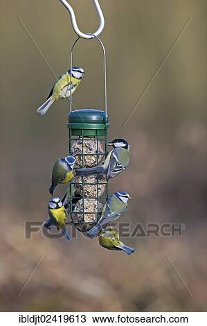 Stock Image - Blue Tits (Cyanistes caeruleus, Parus caeruleus) and Great Tits (Parus major) on a fat ball feeder, Norfolk, England, United Kingdom, Europe. Fotosearch