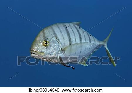 "Blue trevally (Carangoides ferdau), with Bluestreak cleaner wrasse (Labroides dimidiatus), Makadi Bay, Red Sea, Hurghada, Egypt, Africa" View Large Photo Image Stock Photo - "Blue trevally (Carangoides ferdau), with Bluestreak cleaner wrasse (Labroides dimidiatus), Makadi Bay, Red Sea, Hurghada, Egypt, Africa". Fotosearch