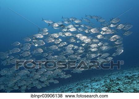 "Blue Trevallys (Carangoides ferdau), swarm in the open sea, Lhaviyani Atoll, Indian Ocean, Maldives, Asia" View Large Photo Image Stock Photo - "Blue Trevallys (Carangoides ferdau), swarm in the open sea, Lhaviyani Atoll, Indian Ocean, Maldives, Asia". Fotosearch