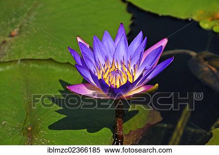 "Blue water lily (Nymphaea), Botanical Garden, Erlangen, Middle Franconia, Bavaria, Germany, Europe" View Large Photo Image Stock Photography - "Blue water lily (Nymphaea), Botanical Garden, Erlangen, Middle Franconia, Bavaria, Germany, Europe". Fotosearch