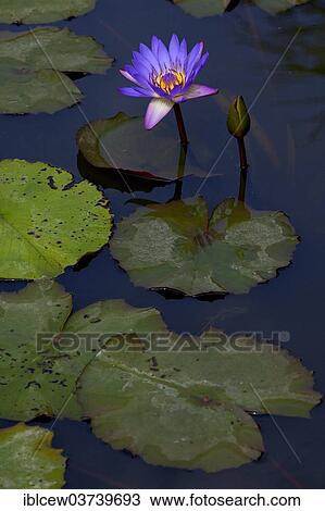 "Blue Water Lily (Nymphaea), Schleswig-Holstein, Germany, Europe" View Large Photo Image Stock Image - "Blue Water Lily (Nymphaea), Schleswig-Holstein, Germany, Europe". Fotosearch