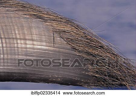 "Blue Whale (Balaenoptera musculus), baleen plate, Maldives, Asia" View Large Photo Image Picture - "Blue Whale (Balaenoptera musculus), baleen plate, Maldives, Asia". Fotosearch