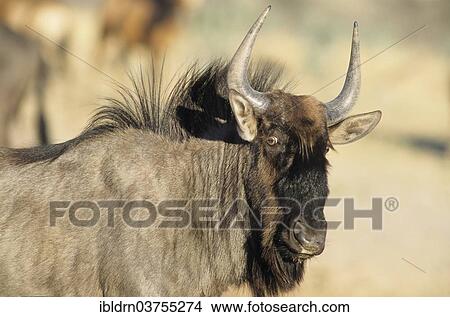 "Blue Wildebeest (Connochaetes taurinus), Kunene Region, Namibia, Africa" View Large Photo Image Picture - "Blue Wildebeest (Connochaetes taurinus), Kunene Region, Namibia, Africa". Fotosearch