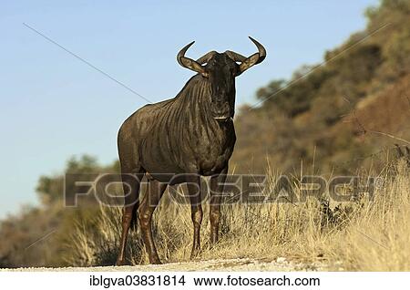 Picture - "Blue Wildebeest (Connochaetes taurinus), Madikwe Game Reserve, South Africa, Africa". Fotosearch