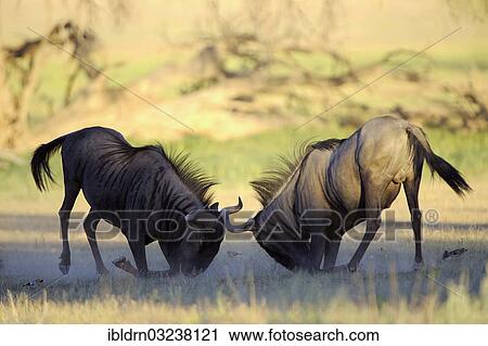 "Blue Wildebeest (Connochaetes taurinus), fighting bulls, Kgalagadi Transfrontier Park" View Large Photo Image Stock Image - "Blue Wildebeest (Connochaetes taurinus), fighting bulls, Kgalagadi Transfrontier Park". Fotosearch