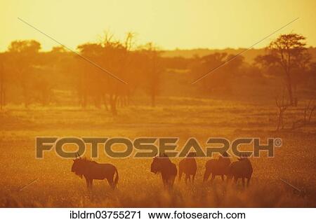 "Blue Wildebeest (Connochaetes taurinus) at sunset, Kunene Region, Namibia, Africa" View Large Photo Image Stock Image - "Blue Wildebeest (Connochaetes taurinus) at sunset, Kunene Region, Namibia, Africa". Fotosearch