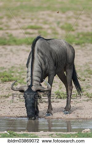 Stock Image - "Blue Wildebeest (Connochaetes taurinus) drinking, Kgalagadi Transfrontier Park, Northern Cape, South Africa, Africa". Fotosearch
