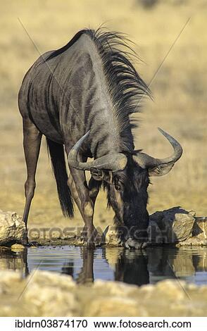 Stock Image - "Blue Wildebeest (Connochaetes taurinus) at a waterhole, Kgalagadi Transfrontier Park, Northern Cape, South Africa, Africa". Fotosearch