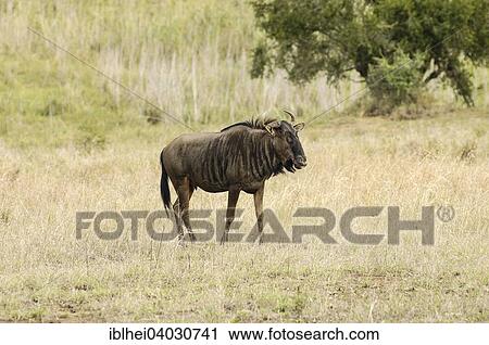 Stock Image - "Blue Wildebeest (Connochaetes taurinus), Pilanesberg, South Africa, Africa". Fotosearch