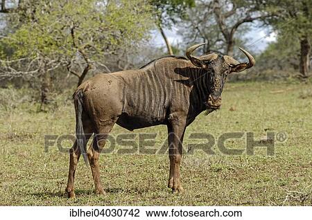 "Blue Wildebeest (Connochaetes taurinus), Pilanesberg, South Africa, Africa" View Large Photo Image Stock Image - "Blue Wildebeest (Connochaetes taurinus), Pilanesberg, South Africa, Africa". Fotosearch