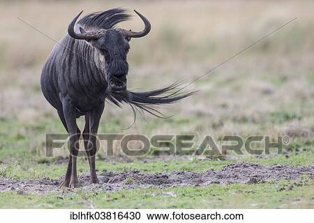 Stock Image - "Blue Wildebeest (Connochaetes taurinus), Liuwa Plain National Park, Western Province, Zambia, Africa". Fotosearch